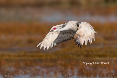 Crane;Flying-Bird;Grus-canadensis;Photography;Sandhill-Crane;action;active;aloft